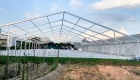 Large Clear Span Warehouse Tent 60mx24m1